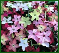 ☏ ❡ 【HuahuaWorld】10pcs FLOWERING TOBACCO MIX SEEDS FREE USA SHIPPING POPPY NICOTIANA alata