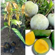 Anak Pokok Mangga Epal Hybrid