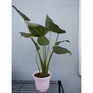 Alocasia cucullata - Hooded Dwarf Elephant Ear plant