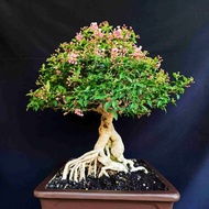 bonsai tanaman sakura lokal