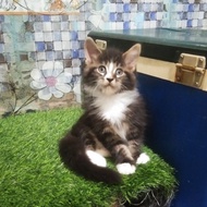 Kucing MaineCoon Pure No mix GARANSI. Line Ped CFA Maine Coon