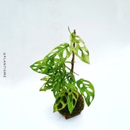 Mossball - Monstera Adansonii Mint | Janda Bolong Varigata