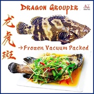 Dragon Grouper | Kerapu | 龙虎斑 - Frozen Vacuum Packed