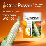 Benih Jagung Corn Seed 玉米种子 CROP POWER SC 9001 SS 232 SS 932 SS 632 SCP 1311 WX 100 WX 200 WX 300 SC