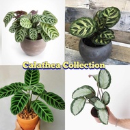 99 PESOS Calathea Collection (Live Plant - Limited Stocks) with FREE garden soil, white plastic pot and marble chip pebbles