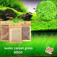[Plant] Waterplant Carpet Grass Seeds Green Aquarium Plants Foreground Terrarium / Paludarium / Vivarium / Aquascape
