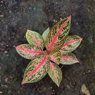 Sindo - Aglaonema Widuri Live Plant 92ENVXA338