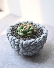 短豪刺象牙丸 5cm闊 多肉塊根龍舌蘭植物