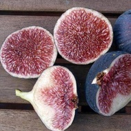 Figs ต้นมะเดื่อฝรั่ง พันธุ์ Dauphine (ดอร์ฟิน) อร่อย หวาน หอมมากๆ ต้นสมบูรณ์มาก รากแน่นๆ จัดส่งพร้อม