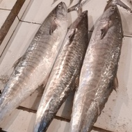 ikan tenggiri segar utuh