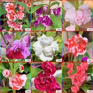 Biji Benih pokok bunga keembang / balsam / impatiens / 凤仙花种子 / 指甲花种子