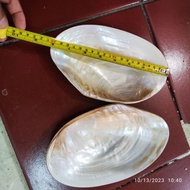 Shell plate shell plate