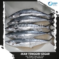 Ikan Tenggiri Segar Utuh / Tenggiri Pempek / Ikan Tenggiri Fresh Super