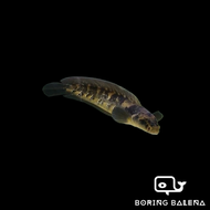 BRBN Channa Yellow Marulioides - Yellow Emperor Snakehead - Channa - Snakehead - Ikan Channa - Aquar