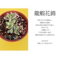 心栽花坊-龍蝦花錦(3吋)(多肉植物)售價70特價60