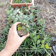 ✽ↂFicus pumila or creeping fig (roots and soil intact)