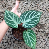 Tanaman hias anthurium silver tiger X red crystal