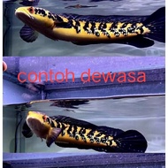 Channa Maru Yellow Sentarum 3-4inci /4-5inci(Indonesia)