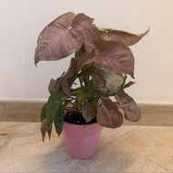 紅粉佳人粉紅合果芋室內植物盆栽Syngonium 'Pink Allusion