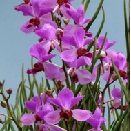 Anggrek Vanda douglas
