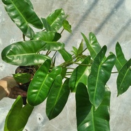 Philodendron Burle Marx / Brekele - Rimbun, Akar Aman
