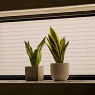 金邊虎尾蘭 | 淨化空氣 室內植物 開幕送禮 居家風水 辦公室植栽