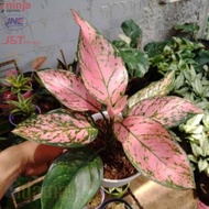 Rumont Benih Bibit Rp35B Tanaman Hias Aglonema Lady Valentine Bunga