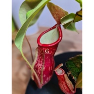 Nepenthes Gaya [Monkey Cup, Nepenthes][Carnivorous Plants][GILAGARDEN]