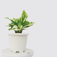 │ 窯瓷系列 │ 日本白金葛 - 廚浴植物 瓷器 水耕盆栽