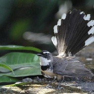 Ready Burung Sikatan Kipasan -Lapak Robi