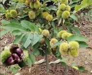 黃金板栗盆栽+6吋袋大苗 大果新品種Grafted Tree 已幫你養到落葉了(大.小.苗都有)黃金板栗 糖炒栗子