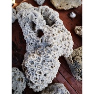 big coral stone rare (randomly shapes original natural stone)