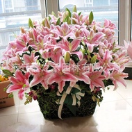 Wholesale Perfume Lily Seed Ball Potted Plant Four Seasons Blossom with Sprout Lily Hyacinth Tulip P