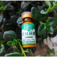 Effective Microorganism 10gm / EM LVLONG 100% PURE EM Powder