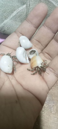 cangkang Kelomang alami 2pcs