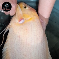 ikan gurame padang big size / ikan gurame padang jumbo