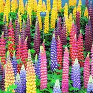 100 Pcs Mixed Russell Lupine Seeds Lupinus Beautiful Polyphyllus Bulk Flower Seed Home Garden Plants