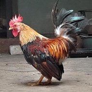 Ayam Hias ( Kate SNI/Ceper/Kate Asli/Jantan/ Betina)