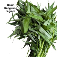 Benih Sayur Kangkung Water Spinach Seed