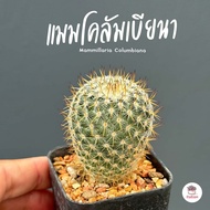 แมมโคลัมเบียนา #กระถาง2.5นิ้ว Mammillaria Columbiana แคคตัส กระบองเพชร cactus&amp;succulent