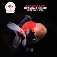 IKAN MAS KOKI ORANDA 3 COLOR SIZE 8-9 CM