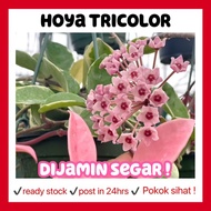 RINA • hoya tricolor • carnosa crimson queen variegated wax plant hanging climber flower bloom bunga