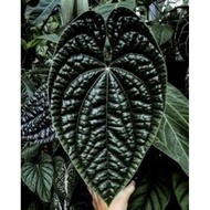 Anthurium Luxurian Dark Form Original Equador