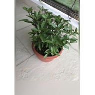 Dwarf Thai Basil Plant Edible Organic Herbs