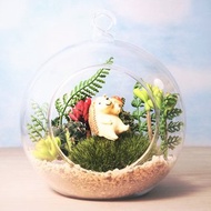 多肉小行星-多肉盆栽DIY材料包 生態瓶