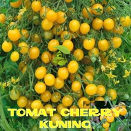 Benih Tomat Cherry Merah Manis Cherry Tropical Ruby Cherry Rampai Cherry Kuning