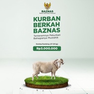 PROMO BAZNAS - Kurban Kambing / Domba Premium BERKUALITAS