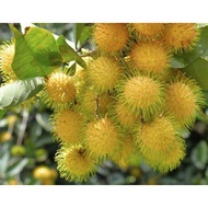 Rambutan gading hybrid thai