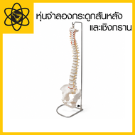 หุ่นจำลองกระดูกสันหลังและเชิงกรานแบบยืดหยุ่น | Human Flexible Spine with Pelvis Model