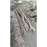 Medium size trinyl roots 1.5 -2 m long trinil roots forest roots sicilian roots